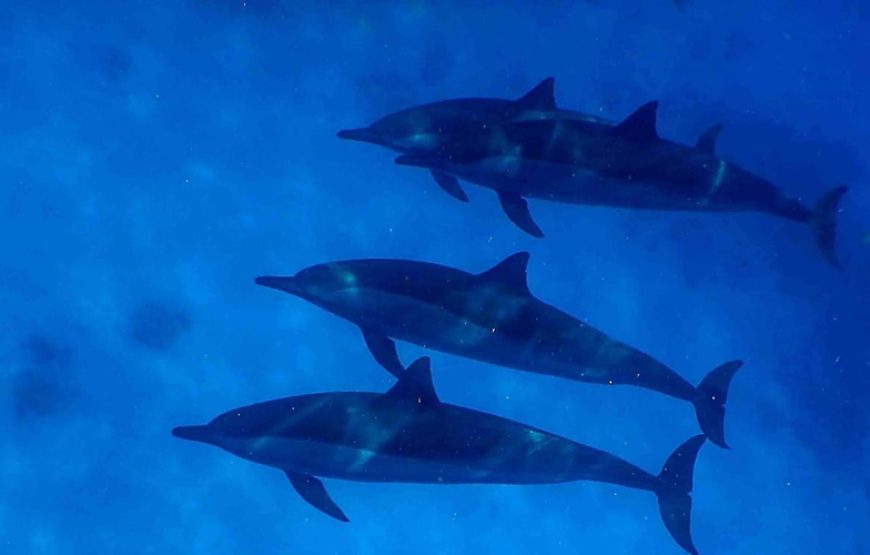 Tour Cairo, Nile Cruise and Marsa Alam
